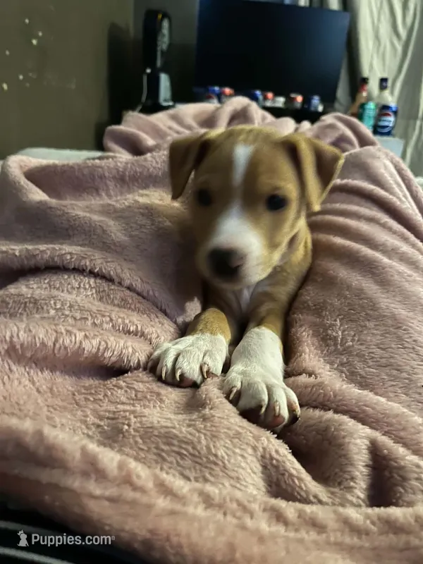 Georgie – American Pit Bull Terrier puppy for sale in Findlay, OH