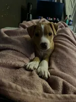 Georgie, a male American Pit Bull Terrier for sale in Findlay, OH – 2 of 5
