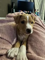 Georgie, a male American Pit Bull Terrier for sale in Findlay, OH – 3 of 5