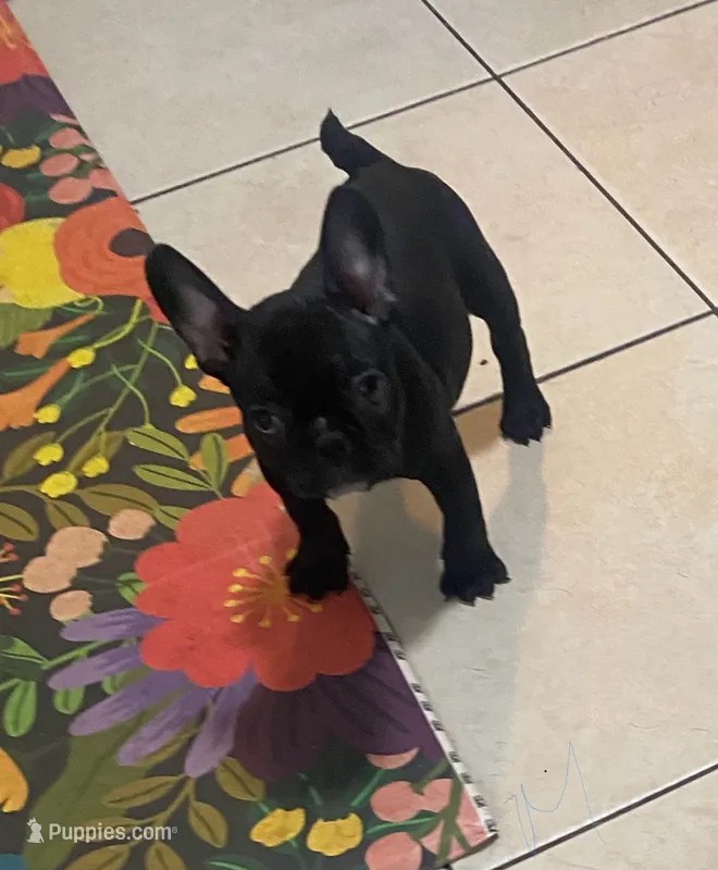 Midnight  – Boston Terrier puppy for sale in Lebanon, PA