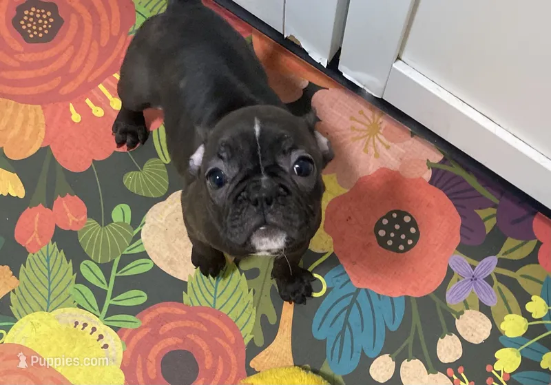 Ash  – Boston Terrier puppy for sale in Lebanon, PA
