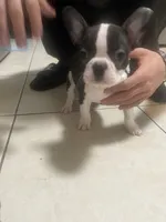 Rain , a female Boston Terrier for sale in Lebanon, PA – 2 of 3