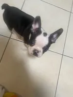 Helsinki, a male Frenchton for sale in Lebanon, PA – 3 of 3
