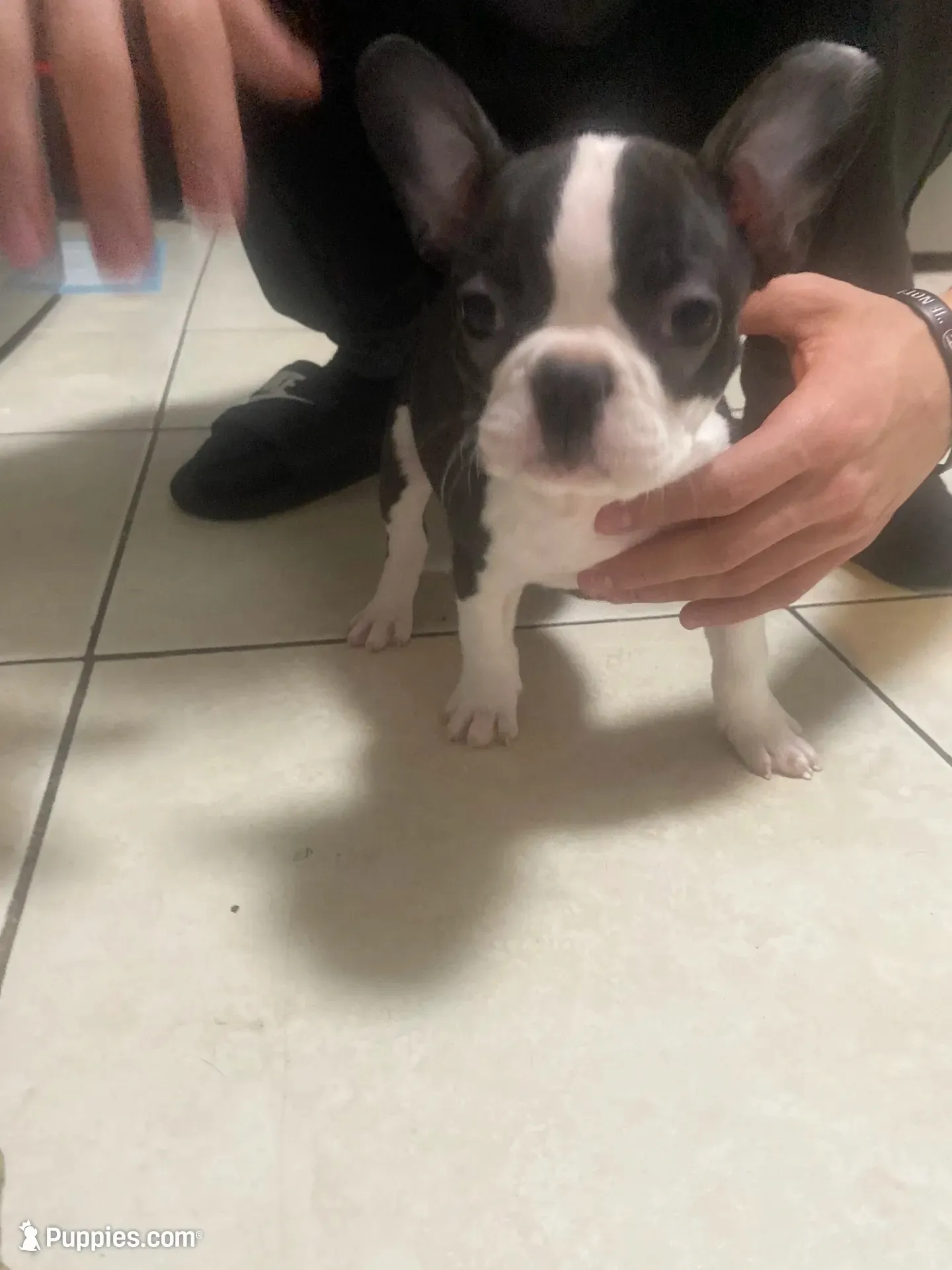 Liona , a female Frenchton for sale in Lebanon, PA – 1 of 3