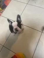 Helsinki, a male Frenchton for sale in Lebanon, PA – 2 of 3