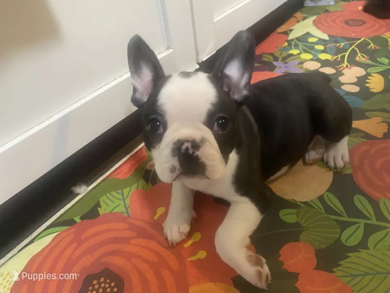 Helsinki – Frenchton puppy for sale in Lebanon, PA