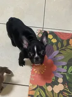 Storm , a female Boston Terrier for sale in Lebanon, PA – 1 of 1