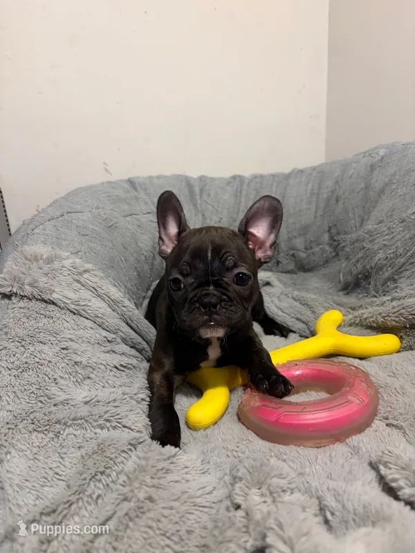 Nala – Boston Terrier puppy for sale in Lebanon, PA