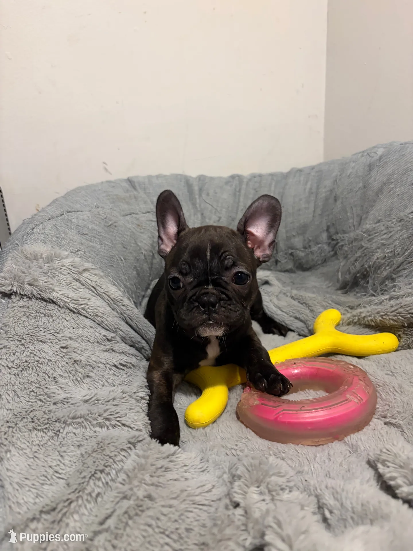 Nala, a female Boston Terrier for sale in Lebanon, PA – 1 of 1