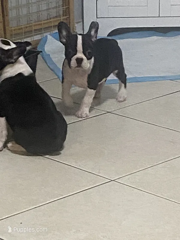 Rain  – Boston Terrier puppy for sale in Lebanon, PA