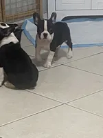 Rain , a female Boston Terrier for sale in Lebanon, PA – 1 of 3