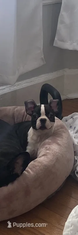 Liona  – Frenchton puppy for sale in Lebanon, PA