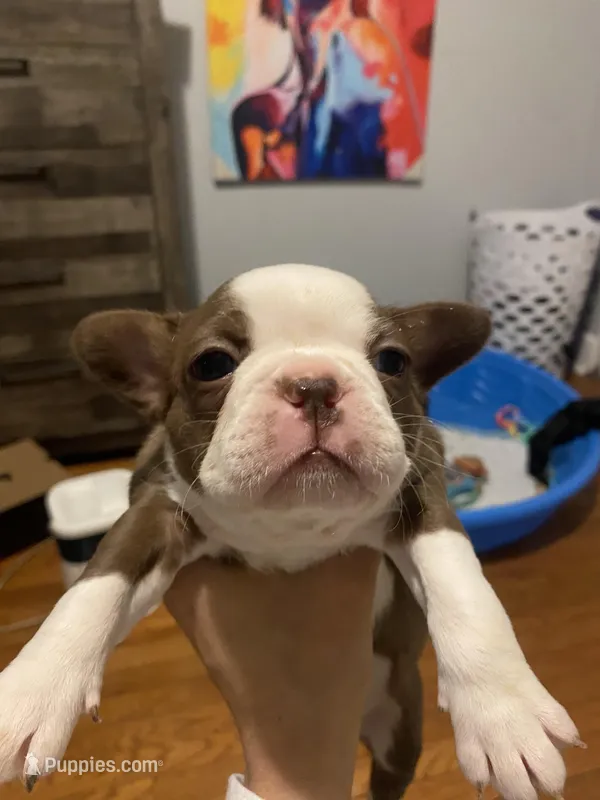 Bella  – Boston Terrier puppy for sale in New York City, NY