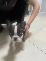 Liona , a female Frenchton for sale in Lebanon, PA – 2 of 3