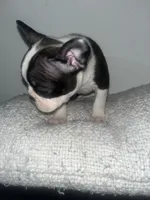 Liona , a female Frenchton for sale in Lebanon, PA – 3 of 3