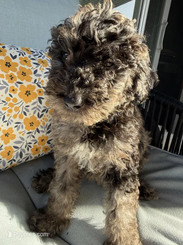 Puppy #3 – Goldendoodle puppy for sale in Elk Grove, CA