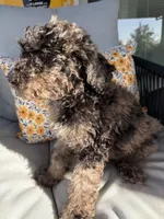 Puppy #3, a male Goldendoodle for sale in Elk Grove, CA – Photo 2 of 2