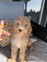 Puppy #5, a male Goldendoodle for sale in Elk Grove, CA – Photo 2 of 2