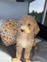 Puppy #5, a male Goldendoodle for sale in Elk Grove, CA – Photo 1 of 2