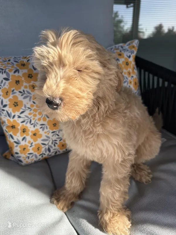 Puppy #2 – Goldendoodle puppy for sale in Elk Grove, CA