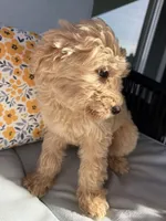 Puppy #2, a male Goldendoodle for sale in Elk Grove, CA – Photo 2 of 2