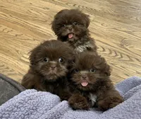 Beauty, a female Shih Tzu for sale in West Point, VA – 1 of 1