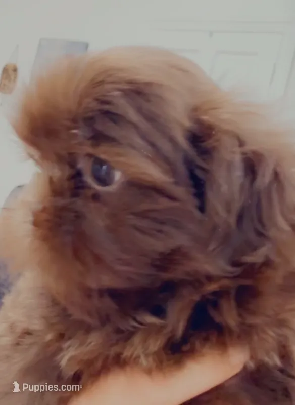 Beauty – Shih Tzu puppy for sale in West Point, VA