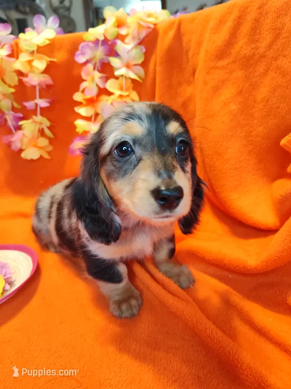 Fern – Miniature Dachshund puppy on hold in Alexandria, IN