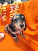 Fern, a female Miniature Dachshund for sale in Alexandria, IN – 1 of 5