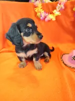 Poppy, a female Miniature Dachshund for sale in Alexandria, IN – 3 of 5