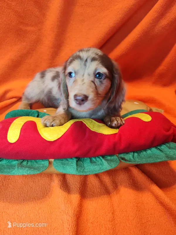 Bentley – Miniature Dachshund puppy for sale in Alexandria, IN