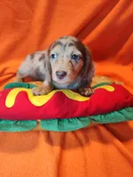 Bentley, a male Miniature Dachshund for sale in Alexandria, IN – 1 of 6