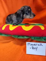 Maverick, a male Miniature Dachshund for sale in Alexandria, IN – 6 of 6