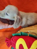 Cooper, a male Miniature Dachshund for sale in Alexandria, IN – 4 of 5