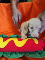 Cooper, a male Miniature Dachshund for sale in Alexandria, IN – 2 of 5