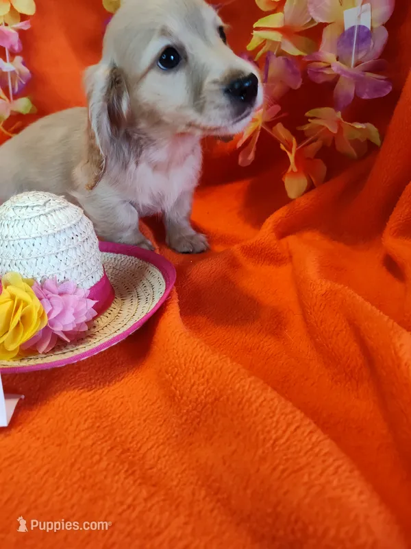 Iris – Miniature Dachshund puppy for sale in Alexandria, IN