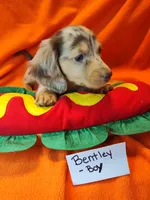 Bentley, a male Miniature Dachshund for sale in Alexandria, IN – 5 of 6