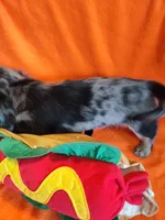 Maverick, a male Miniature Dachshund for sale in Alexandria, IN – 2 of 6