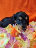 Poppy, a female Miniature Dachshund for sale in Alexandria, IN – 4 of 5