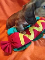Nova, a male Miniature Dachshund for sale in Alexandria, IN – 3 of 5