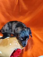 Maverick, a male Miniature Dachshund for sale in Alexandria, IN – 5 of 6