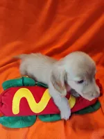 Cooper, a male Miniature Dachshund for sale in Alexandria, IN – 3 of 5