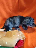 Maverick, a male Miniature Dachshund for sale in Alexandria, IN – 4 of 6
