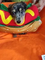 Maverick, a male Miniature Dachshund for sale in Alexandria, IN – 3 of 6