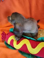 Nova, a male Miniature Dachshund for sale in Alexandria, IN – 5 of 5