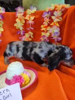 Fern, a female Miniature Dachshund for sale in Alexandria, IN – 4 of 5
