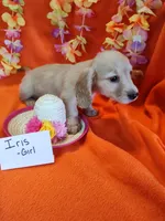 Iris, a female Miniature Dachshund for sale in Alexandria, IN – 4 of 5
