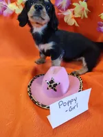 Poppy, a female Miniature Dachshund for sale in Alexandria, IN – 2 of 5