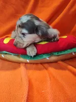 Bentley, a male Miniature Dachshund for sale in Alexandria, IN – 3 of 6