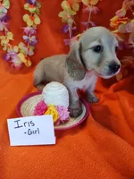 Iris, a female Miniature Dachshund for sale in Alexandria, IN – 3 of 5